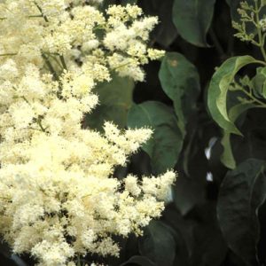 Lilas du Japon « Ivory Silk »