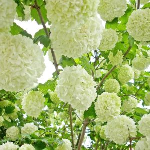 Viorne boule-de-neige