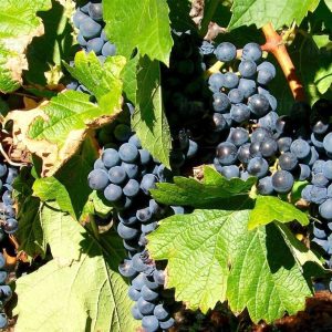 Vigne à raisins « Montreal Blue »