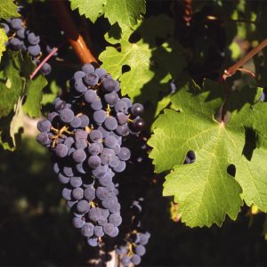 Vigne à raisins « Sainte-croix »