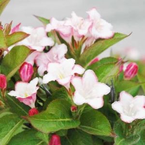 Weigela « Carnaval »