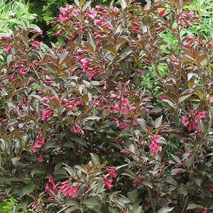 Weigela « Midnight Wine »