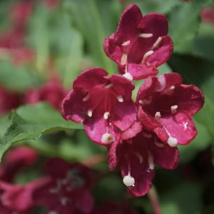 Weigela « Sonic Bloom Red »
