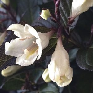 Weigela « Tuxedo »