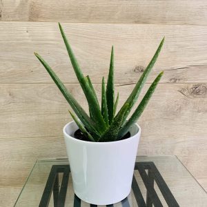 Aloes