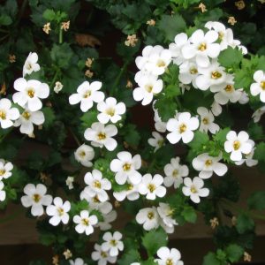Bacopa blanc