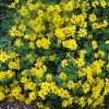 Bidens Jaune