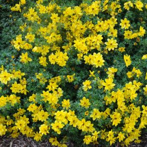 Bidens Jaune