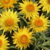 Bracteantha jaune