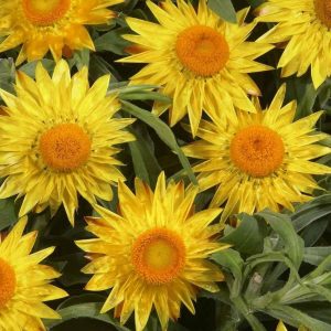 Bracteantha jaune