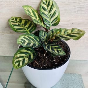 Calathea Makoyana