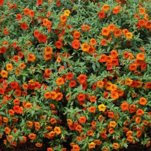 Calibrachoa