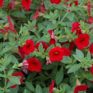 Calibrachoa Rouge