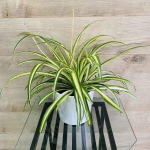 Plante araignée (chlorophytum)