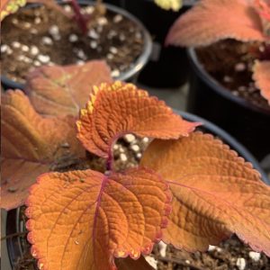 Coléus orange