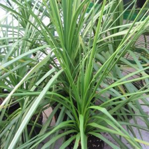 Dracena