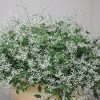 Euphorbia Diamond Frost