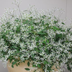 Euphorbia Diamond Frost