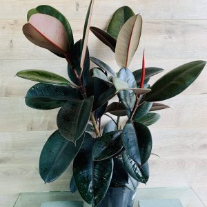 Ficus burgundy