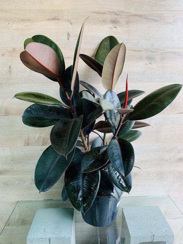 Ficus burgundy