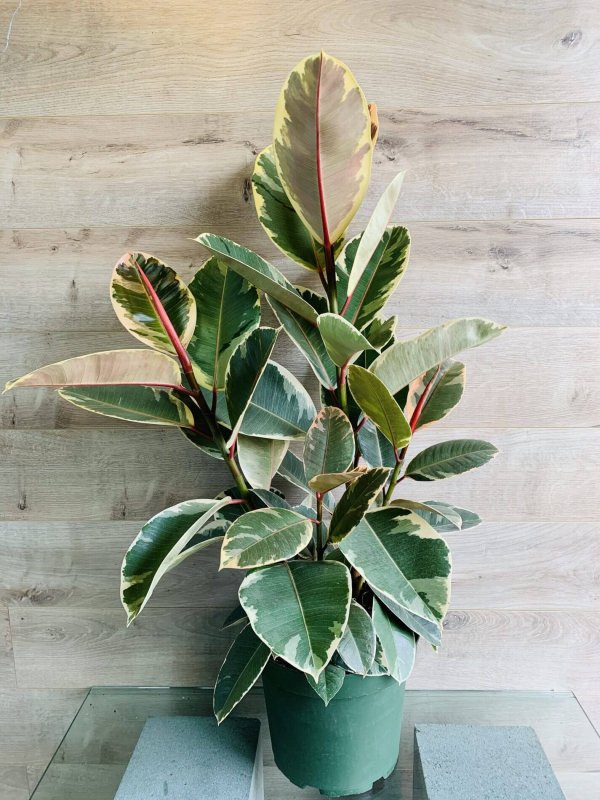 Ficus Tineke