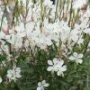 Gaura Blanche – Image 2