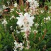 Gaura Blanche – Image 3