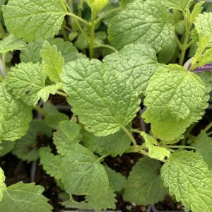 Mélisse citronnelle