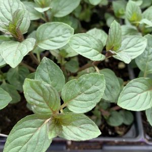 Menthe chocolat