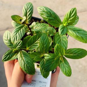 Menthe verte