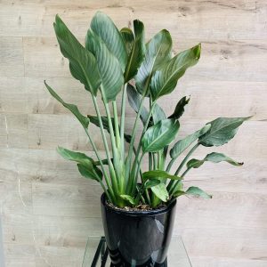 Strelitzia ou "Oiseau du paradis"