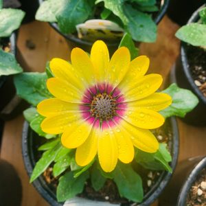 Ostéospermum 'Blue-Eyed Beauty'