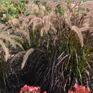 Pennisetum Rubrum