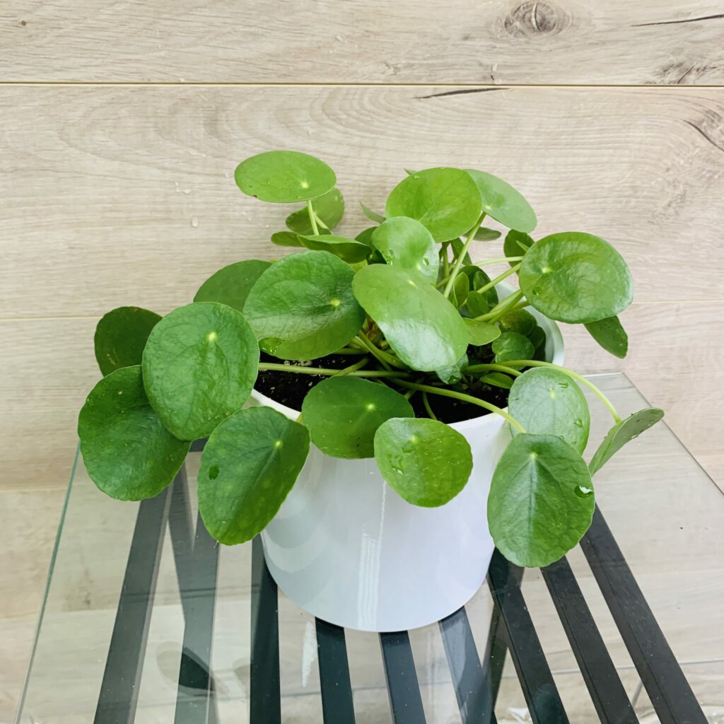 Pilea peperomioides | Charbonneau l'expert
