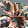 Ficus elastica 'Ruby' - Image 3