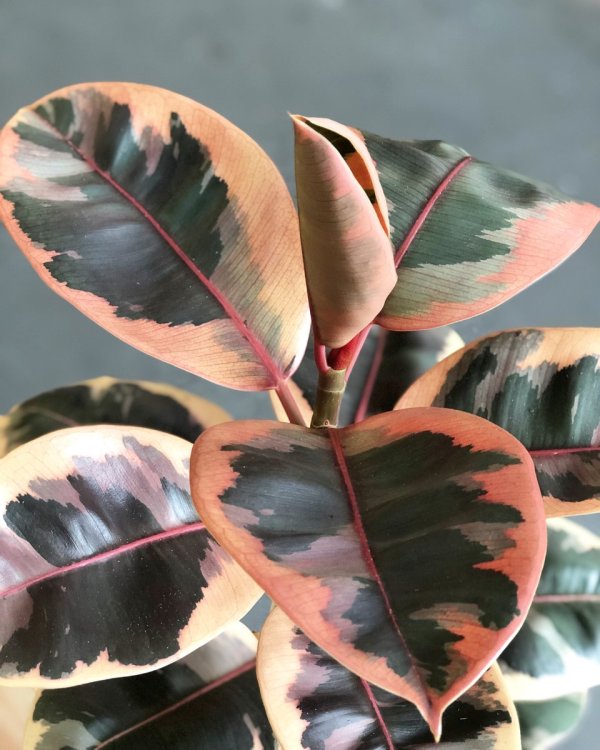 Ficus elastica 'Ruby' - Image 3