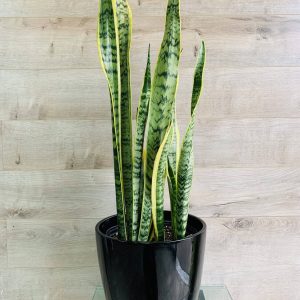 Sansevieria Laurentii "Langue de belle-mère"