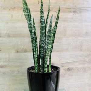 Sansevieria Zeylanica "Langue de belle-mère"