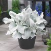 Senecio Angel Wings - Image 2