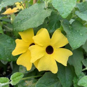 Thunbergia jaune