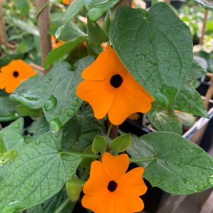 Thunbergia orange