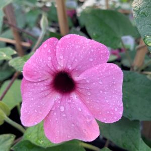 Thunbergia rose