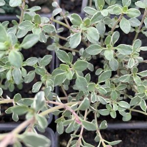 Thym argenté