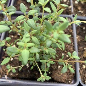 Thym français