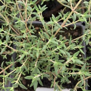 Thym orange