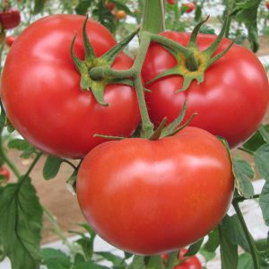 Tomate rouge Fantastique (2 gallons)