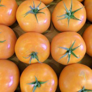 Tomate Goldmine (pot 5p)