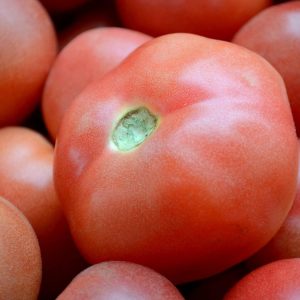 Tomate Rose (5po)