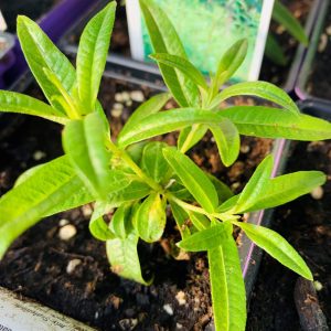 Verveine citronnelle