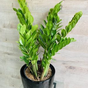 Zamioculcas ou "ZZ plant"